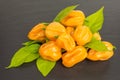 Chili pepper habaneros